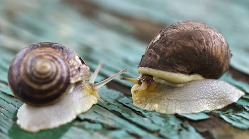 SnailHow to prevent snails from homeവീട്ടിൽ ഒച്ചിനെക്കൊണ്ട്