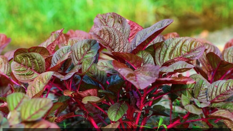 Red Spinach Benefits of eating red spinach for hairമുടികൊഴിച്ചിലോ