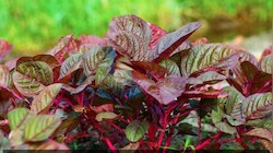 Red Spinach: മുടികൊഴിച്ചിലോ? ചീര നൽകും സംരക്ഷണം