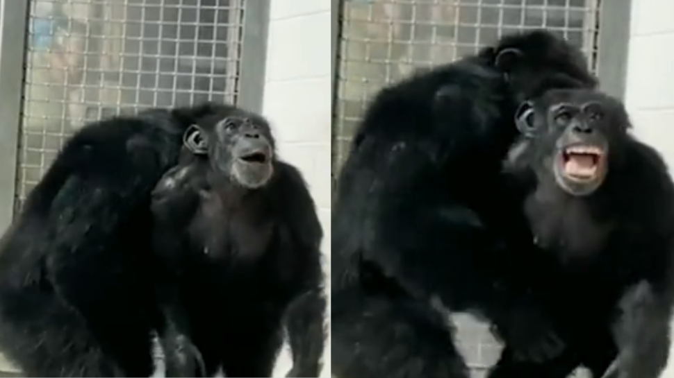 Video Chimp Viral Video| chimpanzee was caged her entire life. Watch her the sky ...