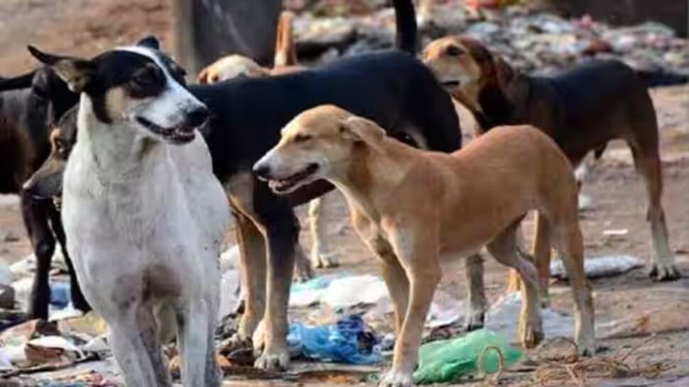 Stray Dog IssuePetition to Supreme Court to prevent violence against
