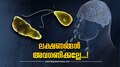 Brain Eating Amoeba: എന്താണ് പ്രൈമറി അമീബിക് മെനിഞ്ചോ എങ്കഫലൈറ്റിസ്? ഈ ലക്ഷണങ്ങൾ അവ​​ഗണിക്കരുത്
