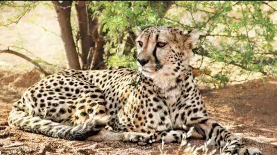 Radio Collars Of 6 Cheetahs Removed For Medical Exam In Kuno National