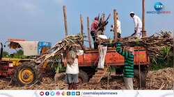പ്രതീക്ഷിച്ച മഴ ലഭിക്കാത്തത് കരിമ്പ് ഉത്പ്പാദനം കുറച്ചു. പഞ്ചസാര കയറ്റുമതി നിരോധിക്കാൻ കേന്ദ്രം