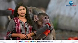 ഹനുമാന്‍ കുരങ്ങുകളുടെ കട്ടൗട്ടുകള്‍ സ്ഥാപിച്ച് സംഘാടകര്‍, ജി 20 ഉച്ചകോടിയുടെ വേദികള്‍ക്കരികില്‍ കുരങ്ങ് ശല്യം