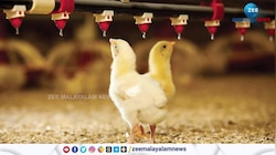 ഇറച്ചിക്കോഴിയില്‍ ഹോര്‍മോണും ആന്റിബയോട്ടിക്കുകളുമോ?
