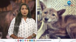 World's first dog-fox hybrid identified in Brazil