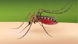 Dengue: ഡെങ്കിപ്പനി കേസുകൾ വർധിക്കുന്നു; ആട്ടിൻ പാൽ കഴിക്കുന്നത് പ്ലേറ്റ്‌ലെറ്റ് എണ്ണം കൂട്ടുമോ? സത്യാവസ്ഥ ഇതാണ്