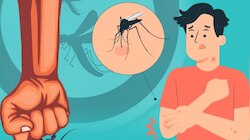 Dengue Fever: ഡെങ്കിപ്പനിയുടെ മൂന്ന് നിർണായക ഘട്ടങ്ങൾ; ശ്രദ്ധിക്കേണ്ട ഘട്ടങ്ങൾ ഇവയാണ്