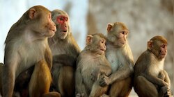 Wild animal attack: കുട്ടമ്പുഴയിൽ വന്യജീവി ശല്യം: നാടുവിട്ടത് നിരവധി പേർ