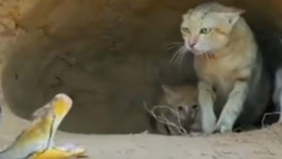 Cat and giant python fight video goes viral on social media l ...