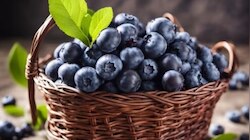 Blueberry Benefits: മസ്തിഷ്കത്തിന്റെ ആരോ​ഗ്യത്തിന് ഈ ചെറിയ പഴം നൽകുന്നത് വലിയ ​ഗുണം