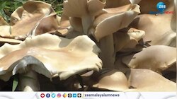 Mushroom