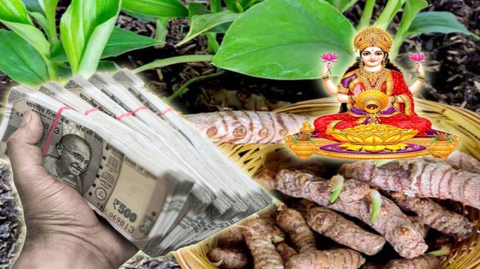 Turmeric Plant good or bad for home? What Vastu says about planting