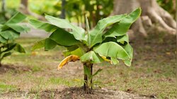 Banana Roots Remedies: ഒറ്റരാത്രികൊണ്ട് ബാങ്ക് ബാലൻസ് വർദ്ധിക്കും, വാഴയെ പൂജിക്കാം 
