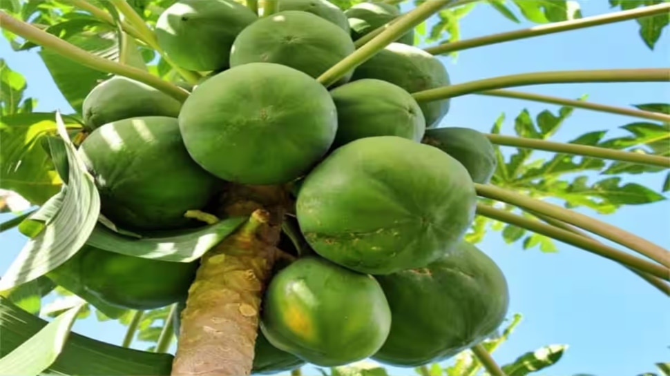 knowing these great benefits of eating raw papaya പപ്പായ പച്ചയ്ക്ക്