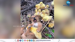 കോഴിക്കുഞ്ഞുങ്ങളും പട്ടിക്കുട്ടിയും ഇത്ര കൂട്ടോ? ക്യൂട്ട് വീഡിയോ