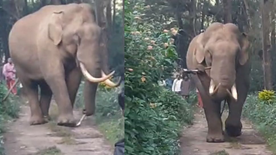Wild Elephant: മൂന്നാർ ദേവികുളത്ത് ജനവാസ മേഖലയിൽ ഇറങ്ങി പടയപ്പ Wild Elephant: മൂന്നാർ ദേവികുളത്ത് ജനവാസ മേഖലയിൽ ഇറങ്ങി പടയപ്പ