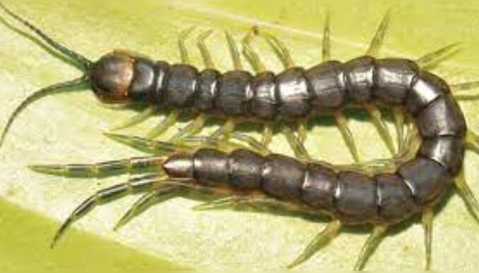 Vastu Tips: വീടിന്റെ ഈ ഭാഗത്ത് പഴുതാരയെ കണ്ടാൽ ദൗർഭാഗ്യം ഒഴിവാകും... ഉറപ്പ്!  