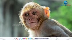 കുരങ്ങൻമാരെ ഉപദ്രവിക്കരുത്; മൂന്ന് മുതൽ ഏഴ് വർഷം വരെ ജയിൽ ശിക്ഷ 