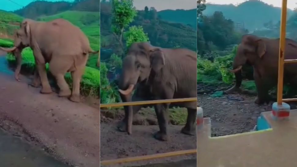 Wild Elephant : പടയപ്പ മാത്രമല്ല വേറെ കാട്ടാനകളും മൂന്നാറിലെ ജനവാസ മേഖലയില് ശല്യമാകുന്നുയെന്ന് പരാതി Wild Elephant : പടയപ്പ മാത്രമല്ല വേറെ കാട്ടാനകളും മൂന്നാറിലെ ജനവാസ മേഖലയില് ശല്യമാകുന്നുയെന്ന് പരാതി