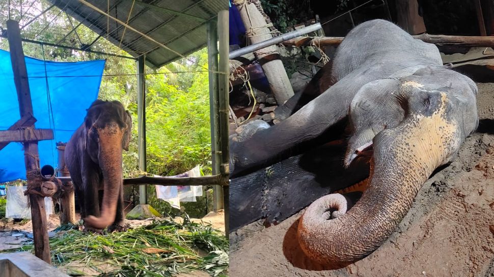 Guruvayoor Thara Death: 90- വയസ്സിൽ അധികം പ്രായം, ആനക്കോട്ടയിലെ ഗജ മുത്തശ്ശി താര ചെരിഞ്ഞു Guruvayoor Thara Death: 90- വയസ്സിൽ അധികം പ്രായം, ആനക്കോട്ടയിലെ ഗജ മുത്തശ്ശി താര ചെരിഞ്ഞു