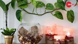 Plants and Vastu: ഈ ചെടികള്‍ ഒരിയ്ക്കലും വീടിന്‍റെ തെക്ക് ദിശയിൽ വയ്ക്കരുത്, സാമ്പത്തിക പ്രശ്‌നങ്ങളും കുടുംബ കലഹവും വർദ്ധിക്കും 