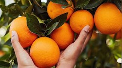 Orange: ചീത്ത കൊളസ്ട്രോൾ ഇല്ലാതാക്കണോ? എങ്കിൽ ഇന്ന് തന്നെ ഓറഞ്ച് കഴിക്കാം..!