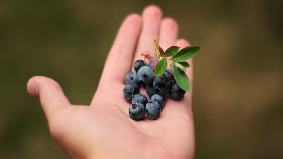 Discover 6 Incredible Health Benefits Of Blueberry Blueberry Benefits