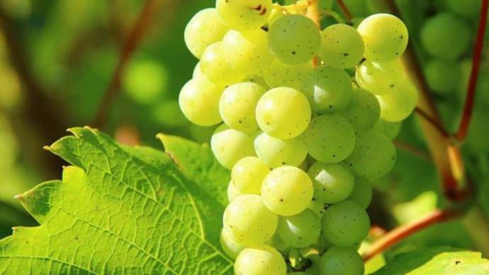 Green Grapes BenefitsHealth benefits of including green grapes in your