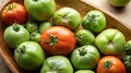 Green Tomato: ചുവപ്പല്ല.. നല്ല പച്ച തക്കാളി കഴിക്കൂ..! നിങ്ങൾക്ക് ലഭിക്കും ഈ ​ഗുണങ്ങൾ 
