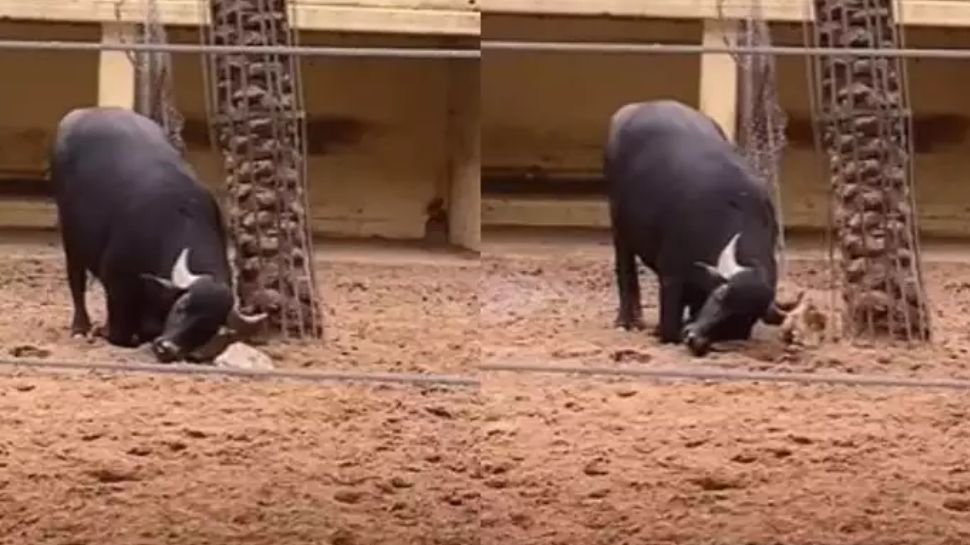 Viral video heartwarming video of wild buffalo rescuing turtle amazing ...