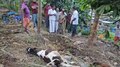 Tiger Attack: വയനാട് പുൽപ്പള്ളിയില്‍ വീണ്ടു കടുവയുടെ ആക്രമണം