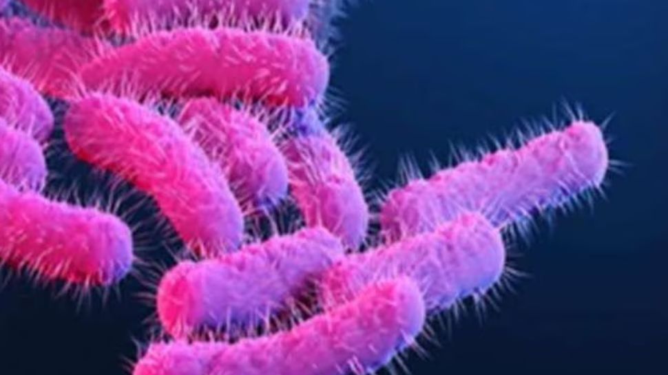 Shigella Virus: പരവൂരിൽ നാലുവയസ്സുകാരന് ഷിഗെല്ല; മരിച്ച സഹോദരന്റെ കാര്യത്തിലും സംശയം Shigella Virus: പരവൂരിൽ നാലുവയസ്സുകാരന് ഷിഗെല്ല; മരിച്ച സഹോദരന്റെ കാര്യത്തിലും സംശയം