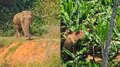 തണ്ണീർ കൊമ്പന് പിന്നാലെ മറ്റൊരു കൊമ്പനും; റേഡിയോ കോളർ ഘടിപ്പിച്ചതെന്ന് ഫോറസ്റ്റ് കൺസർവേറ്റർ