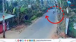 വയനാട് മാനന്തവാടി പടമലയിൽ ജനവാസ മേഖലയിൽ കടുവ