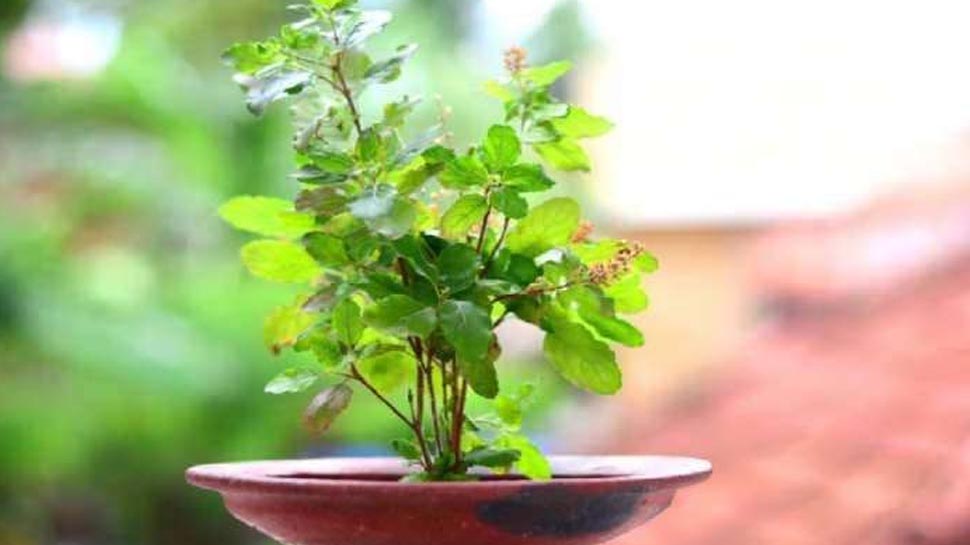Tulsi Plant Rules : ഓർക്കുക ഈ ദിവസങ്ങളിൽ തുളസി നുള്ളരുത്; വരുത്തി വെക്കുന്നത് വലിയ ദൗര്ഭാഗ്യങ്ങൾ Tulsi Plant Rules : ഓർക്കുക ഈ ദിവസങ്ങളിൽ തുളസി നുള്ളരുത്; വരുത്തി വെക്കുന്നത് വലിയ ദൗര്ഭാഗ്യങ്ങൾ