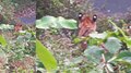 Tiger Death: കണ്ണൂർ കൊട്ടിയൂരിൽ കൃഷിയിടത്തിൽ നിന്ന് മയക്കുവെടി വെച്ച് പിടികൂടിയ കടുവ ചത്തു