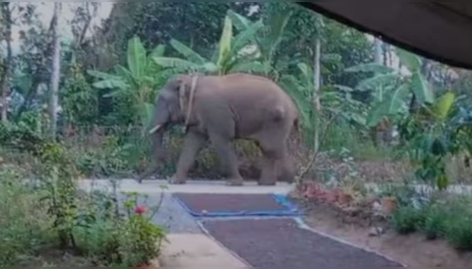 Wild elephant attack: കാട്ടാനയുടെ ആക്രമണത്തിൽ രണ്ട് മാസത്തിനിടെ പൊലിഞ്ഞത് മൂന്ന് ജീവൻ; വയനാട്ടിൽ ഹർത്താൽ