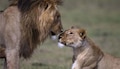 Lions Name Controversy: മൃഗശാലയിലും ലവ് ജിഹാദ് !! സിംഹങ്ങൾക്ക് സീതയെന്നും അക്ബറെന്നും പേരിട്ടതിനെതിരെ നടപടി ആവശ്യപ്പെട്ട് വിഎച്ച്പി