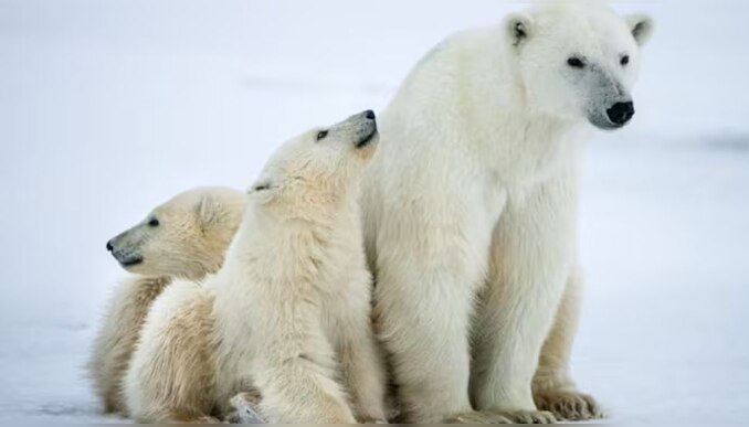  Polar Bears:  മഞ്ഞു പാളികളില്ല, ധ്രുവക്കരടികൾ പട്ടിണിയിൽ