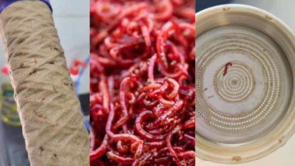 Bloodworm: കുടിവെള്ളത്തിൽ രക്തപ്പുഴു ബാധ, ഇത് മനുഷ്യരെ എങ്ങനെ ബാധിക്കും, അറിയാം Bloodworm: കുടിവെള്ളത്തിൽ രക്തപ്പുഴു ബാധ, ഇത് മനുഷ്യരെ എങ്ങനെ ബാധിക്കും, അറിയാം