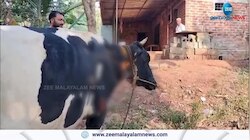 വയനാട് പുൽപ്പള്ളി കുറിച്ചിപ്പറ്റയില്‍ വീണ്ടും കടുവയുടെ ആക്രമണം