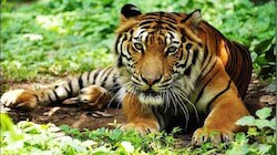 Tiger attack: വയനാട്ടിൽ പോൾ കൊല്ലപ്പെട്ട സ്ഥലത്തിനരികെ കടുവയിറങ്ങി; പശുക്കളെ ആക്രമിച്ചു