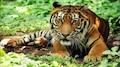 Tiger attack: വയനാട്ടിൽ പോൾ കൊല്ലപ്പെട്ട സ്ഥലത്തിനരികെ കടുവയിറങ്ങി; പശുക്കളെ ആക്രമിച്ചു