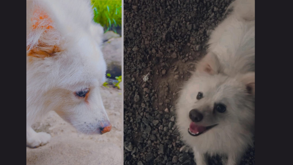 Dog Death: കുടുംബവഴക്കിനിടെ നായ കുരച്ചു; പ്രകോപിതനായ യുവാവ് നായയെ പാറയിൽ അടിച്ചു കൊലപെടുത്തി Dog Death: കുടുംബവഴക്കിനിടെ നായ കുരച്ചു; പ്രകോപിതനായ യുവാവ് നായയെ പാറയിൽ അടിച്ചു കൊലപെടുത്തി
