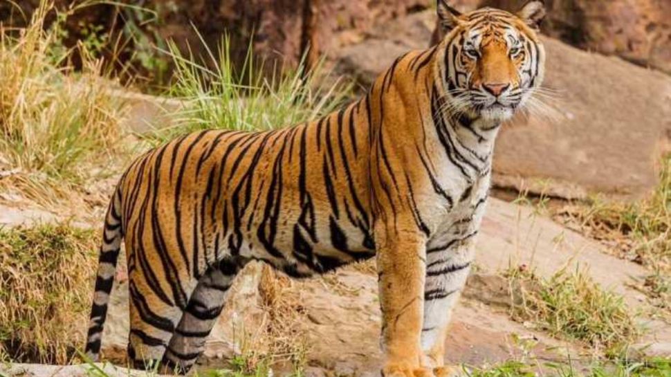 Wayanad Tiger Attack: മുള്ളൻകൊല്ലിയിൽ വീണ്ടും കടുവ ഇറങ്ങി; പശുക്കിടാവിനെ കടുവ പിടിച്ചെന്ന് നാട്ടുകാർ Wayanad Tiger Attack: മുള്ളൻകൊല്ലിയിൽ വീണ്ടും കടുവ ഇറങ്ങി; പശുക്കിടാവിനെ കടുവ പിടിച്ചെന്ന് നാട്ടുകാർ