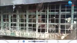 വയനാട് മുള്ളൻകൊല്ലി ജനവാസ കേന്ദ്രത്തിലിറങ്ങിയ കടുവ കൂട്ടിലായി