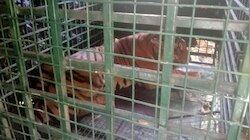 Tiger: വയനാട് മുള്ളൻകൊല്ലി  ജനവാസ കേന്ദ്രത്തിലിറങ്ങിയ കടുവ ഒടുവിൽ കൂട്ടിലായി- വീഡിയോ