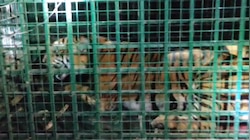 Tiger caught: മീനങ്ങാടിയെ വിറപ്പിച്ച കടുവ കൂട്ടിലായി